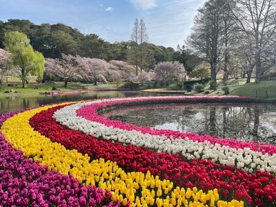 4月2日(木) はままつフラワーパーク「世界一美しい桜とチューリップ」＆ウエルシーズンランチバイキング