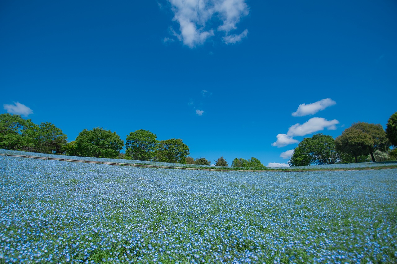 4月21日(火) 深大寺厄除け大師＆昭和記念公園フラワーフェスティバル