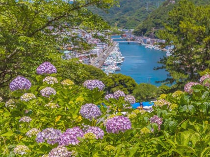 6月9日(火) 下田あじさい祭と石廊崎岬めぐり