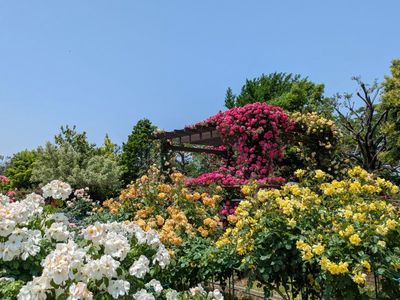 5月18日(月) 花菜ガーデンローズフェスティバル＆初夏の鎌倉散策