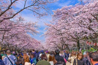 3月31日(火) 日本さくら名所100選上野恩賜公園＆靖国・千鳥ヶ淵さくら観賞