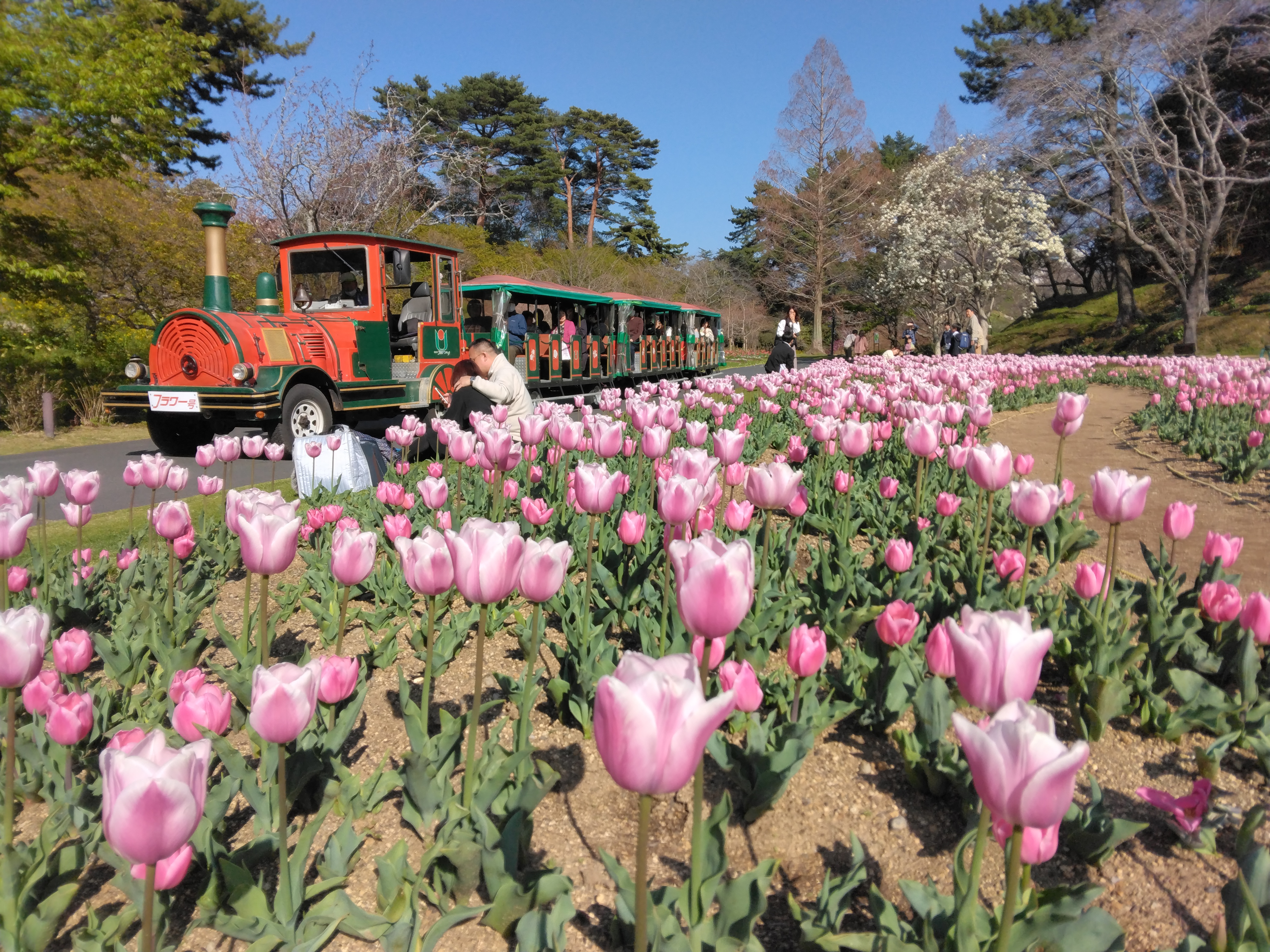 4月2日(木) はままつフラワーパーク「世界一美しい桜とチューリップ」＆ウエルシーズンランチバイキング
