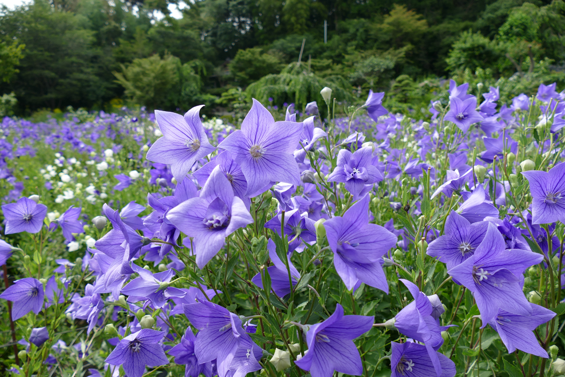 6月18日（木）　ききょう・ゆり 花と青もみじ 袋井満喫