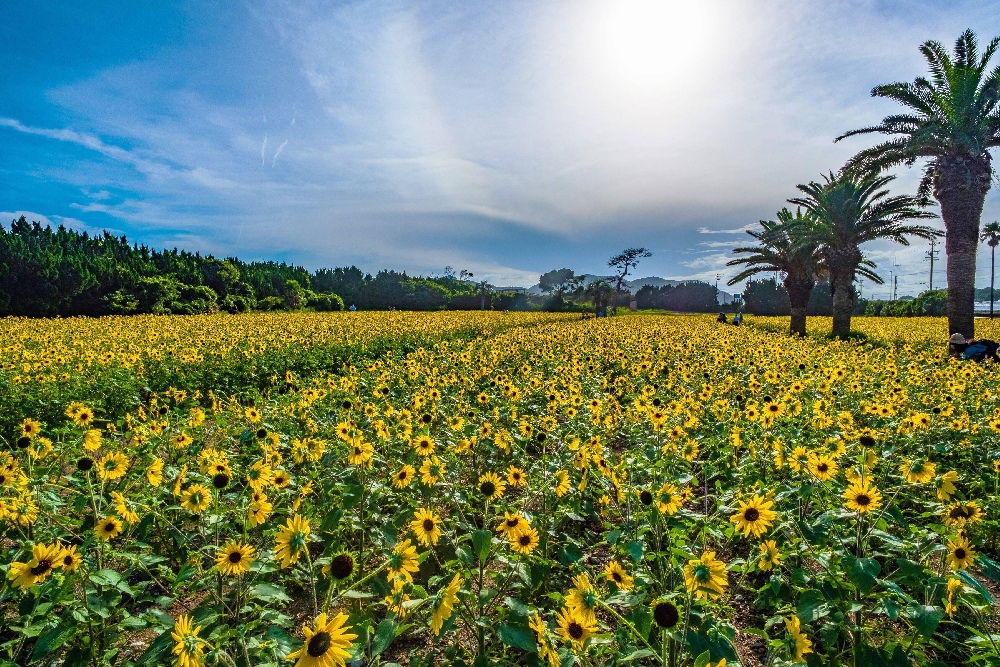 8月5日(水) ひまわり畑とメロン狩り　渥美半島ぐるっと満喫