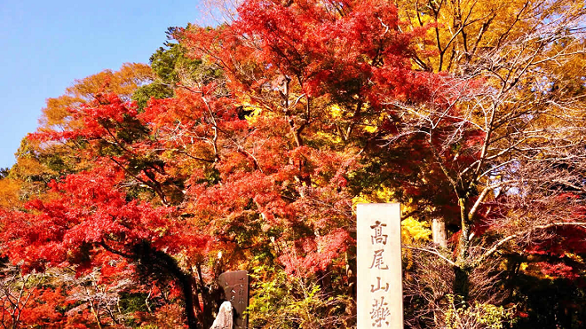 11月22日(日) 紅葉の高尾山を歩こう！ 東京競馬場で大迫力レース観戦