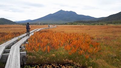 10月5日(月)～6日(火) 現地ガイドと歩く！秋の尾瀬草紅葉の大湿原と北関東名所をめぐる2日間
