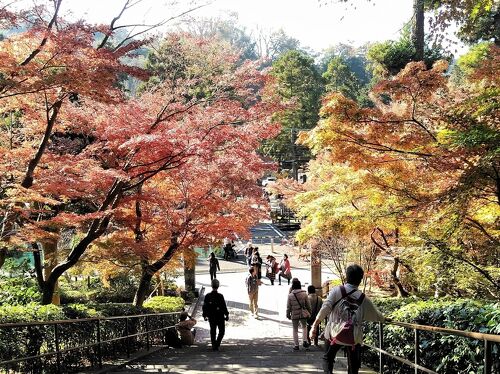 11月26日(木) 紅葉に染まる鎌倉最高峰！天園ハイキング＆横浜中華街（鎌倉フリータイムも選択できます)