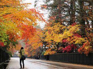 10月29日(水)～10月31日(金) 紅葉の東北縦断！乳白色岩手網張温泉宿泊 角館・八幡平・山内丸山遺跡・八甲田・奥入瀬満喫３日間　★キャンセル待ち★