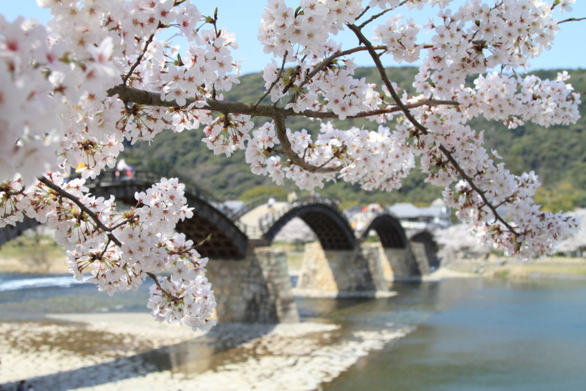 4月2日(金)～3日(土) 春爛漫！桜の錦帯橋・安芸の宮島と山口・萩名所めぐり2日間