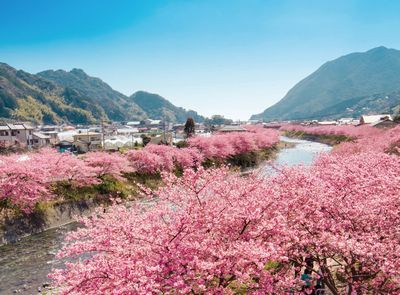 2月25日(木) 梅・桜・海の幸・イルミネーション！ 伊豆の早春を一日で満喫