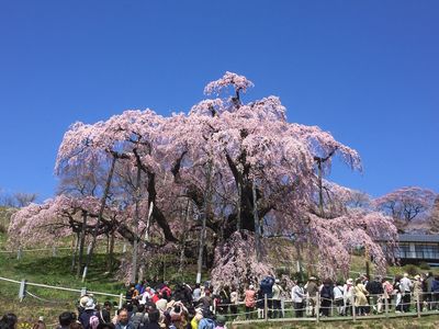 2026お花見宿泊企画！福島・宮城満喫２日間　★計画中★