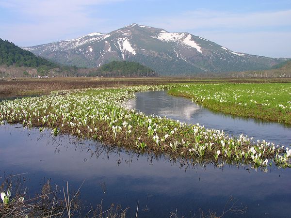 5月28日(金)～29日(土) 現地ガイドと歩く！尾瀬水芭蕉ハイキング＆上州路2日間