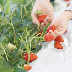 2月5日（木）いちご狩り三河の旅