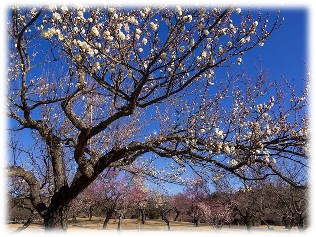 2月26日(木)かまぼこ・ちくわ手作り体験 ＆小田原の観梅ツアー